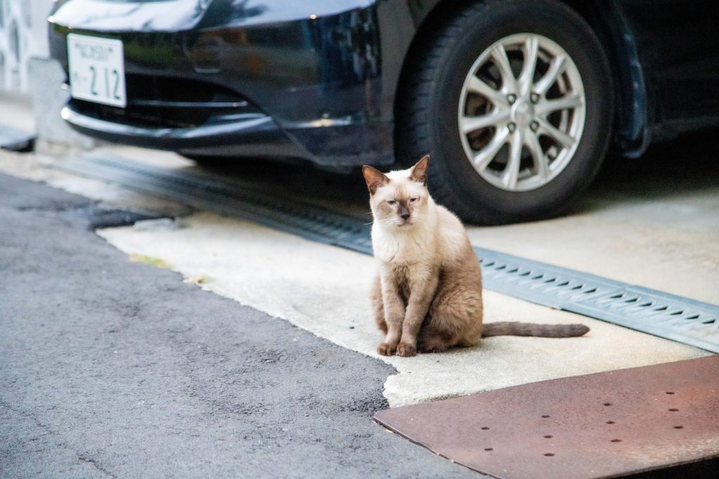 Cat, Dog, Cute Animals…
