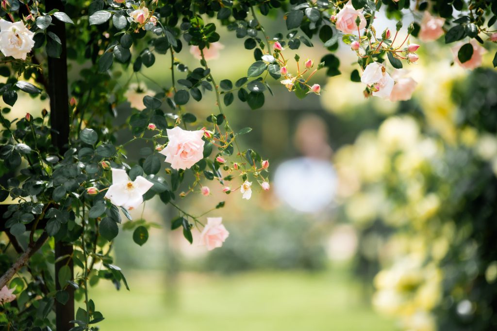 Flower, Park, Sky, etc…