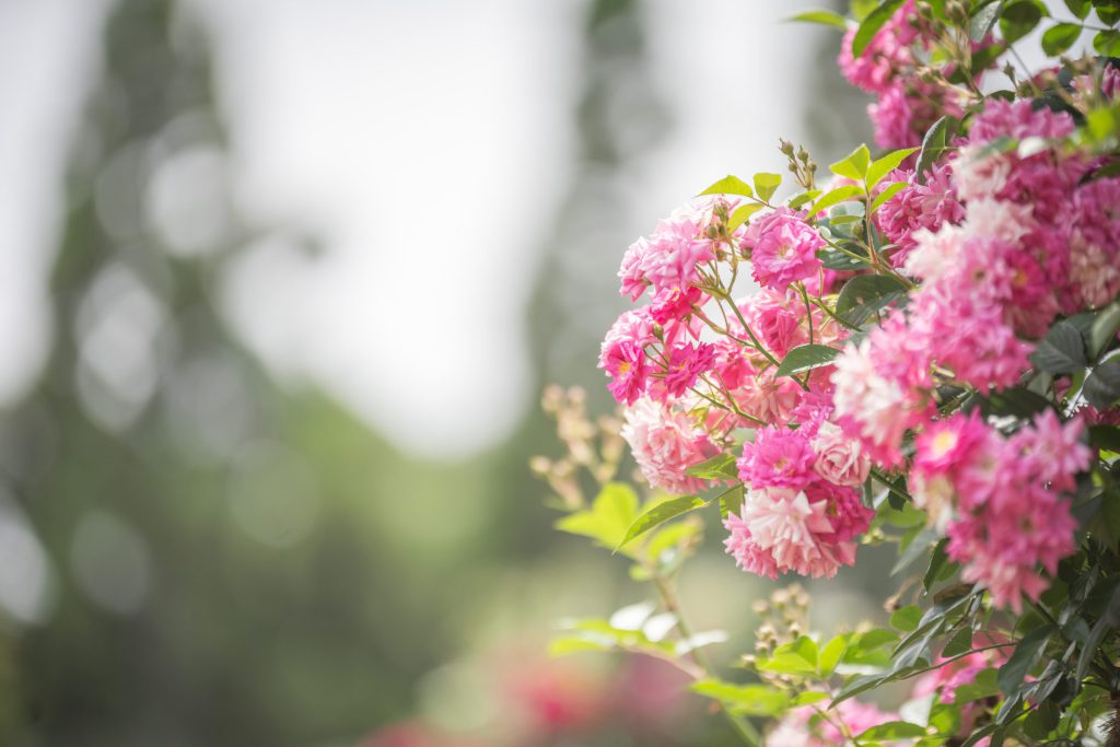 Flower, Park, Sky, etc…
