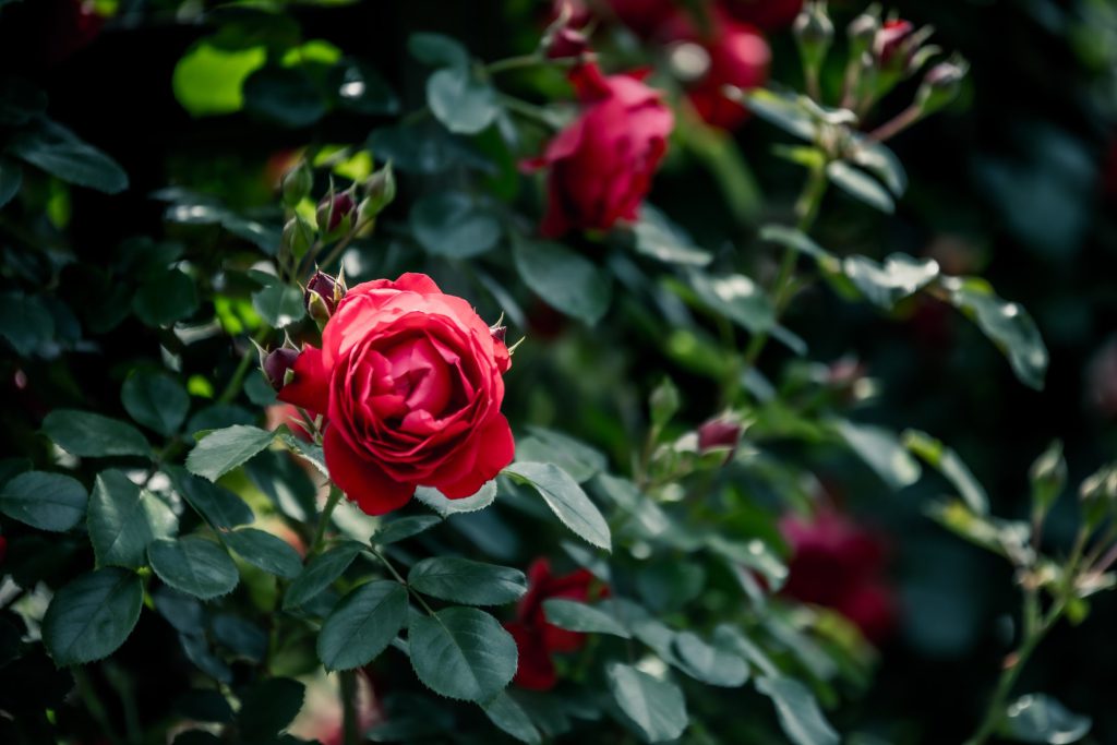 Flower, Park, Sky, etc…