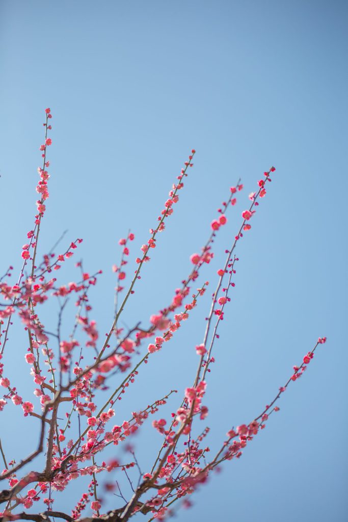 Flower, Park, Sky, Landscape, etc…