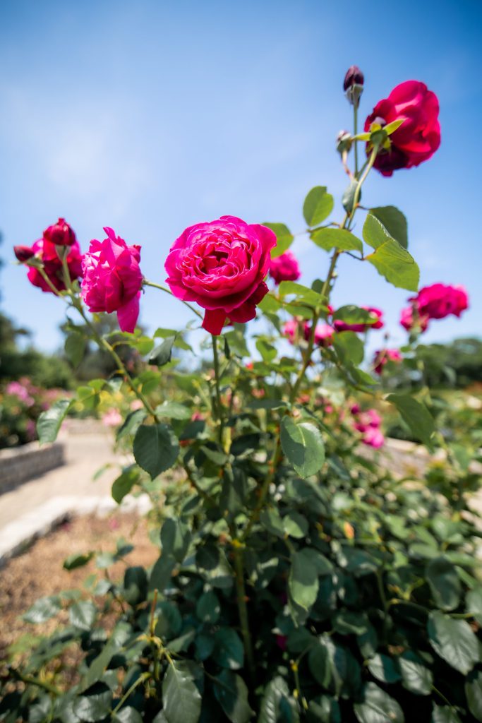 Flower, Park, Sky, etc…