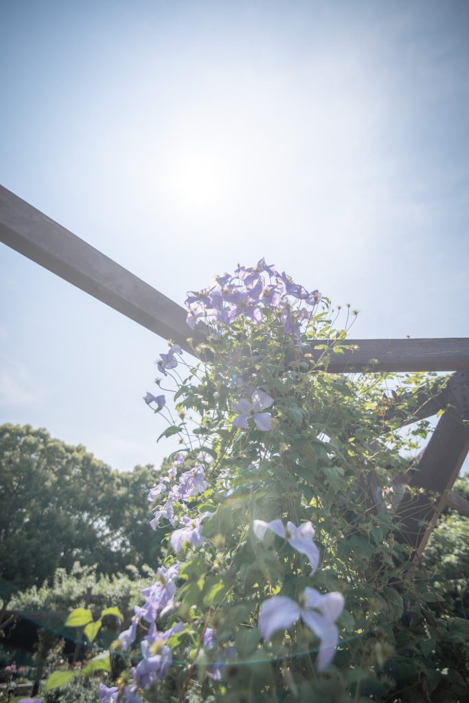 Flower, Park, Sky, etc…