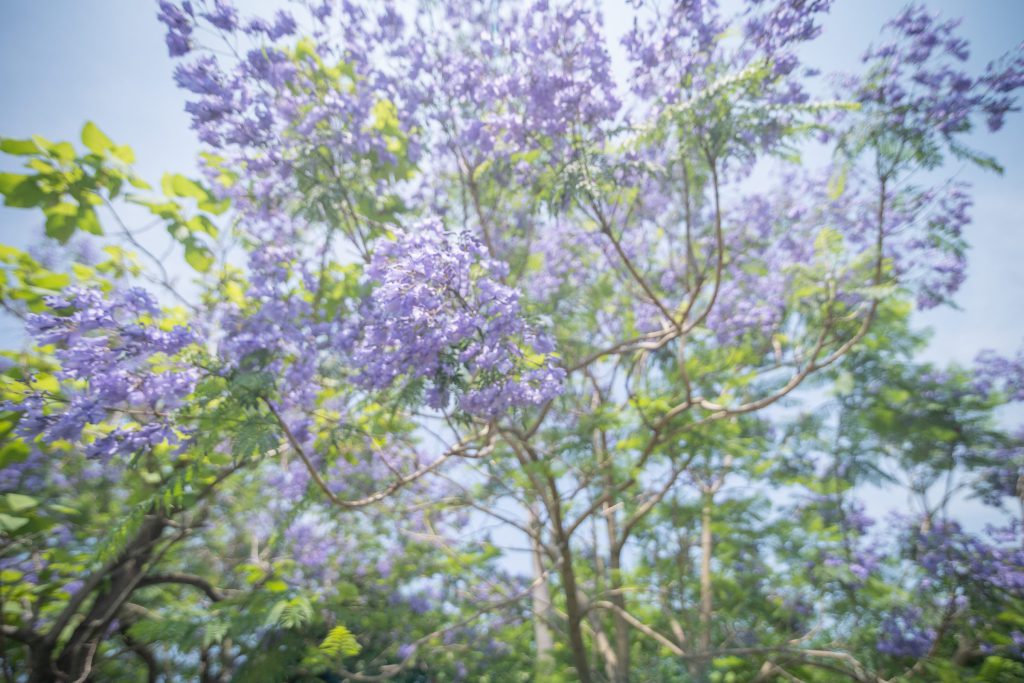 Flower, Park, Sky, etc…