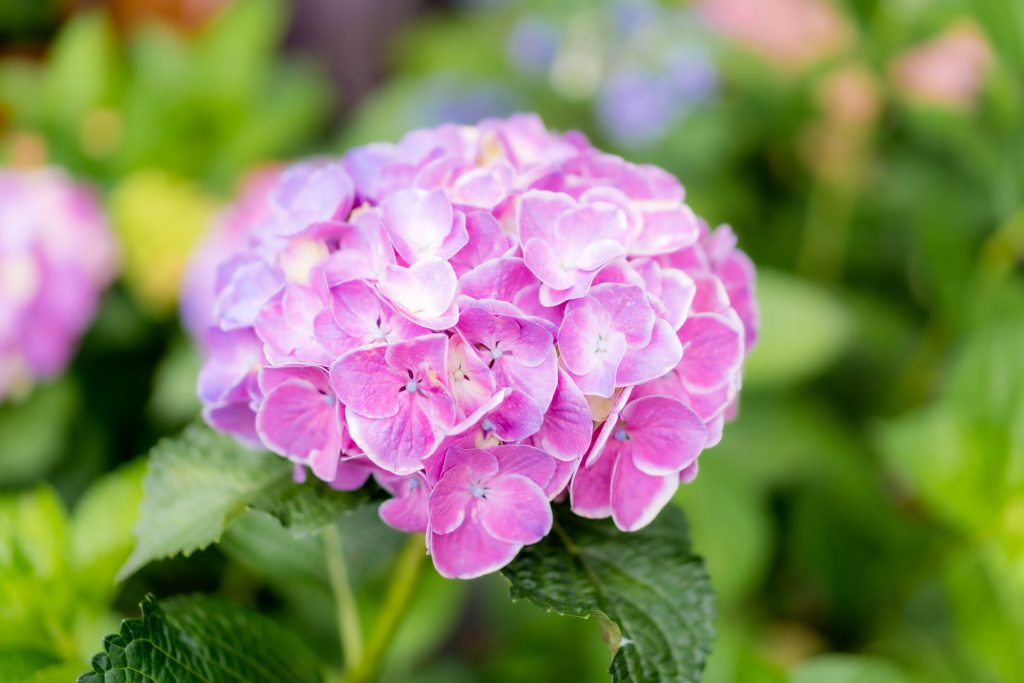 Flower, Park, Sky, etc…