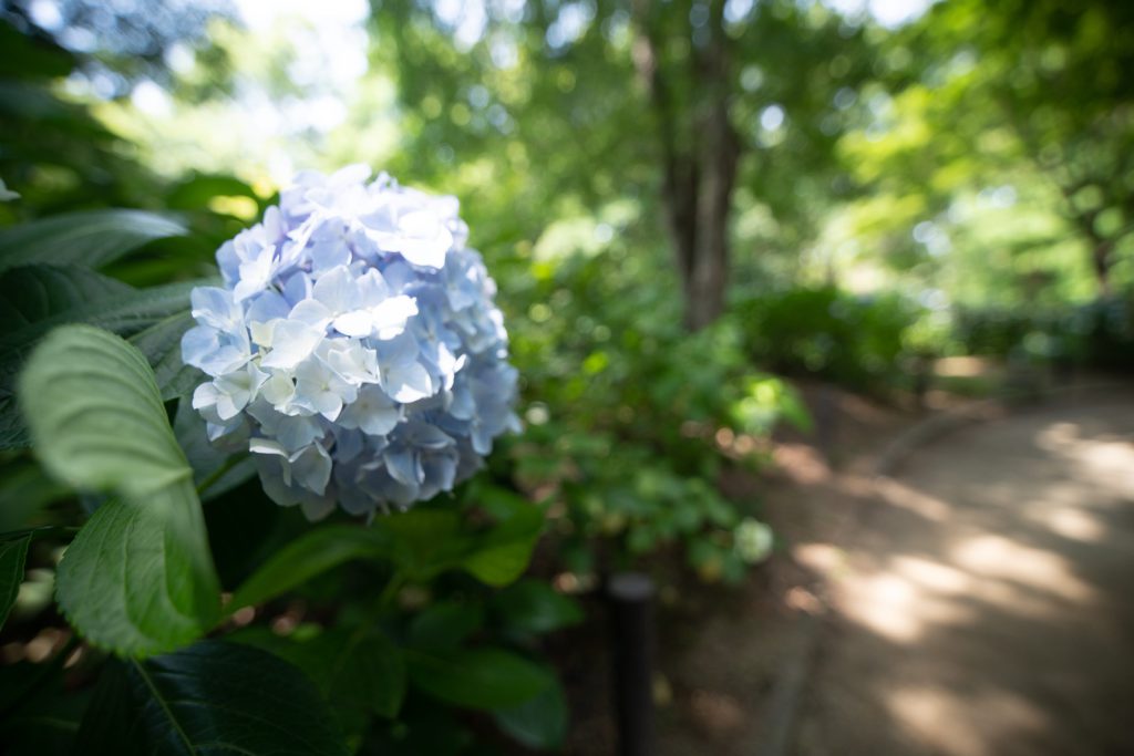 Flower, Park, Sky, etc…