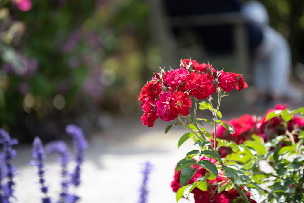 Flower, Park, Sky, etc…