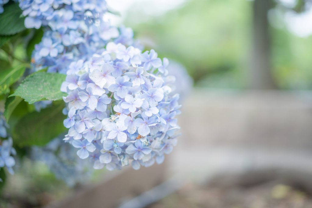 Flower, Park, Sky, landscape, etc…
