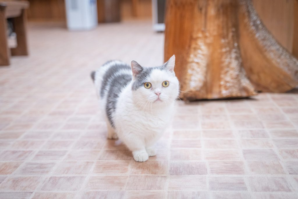 Cat, Dog, Cute Animals…