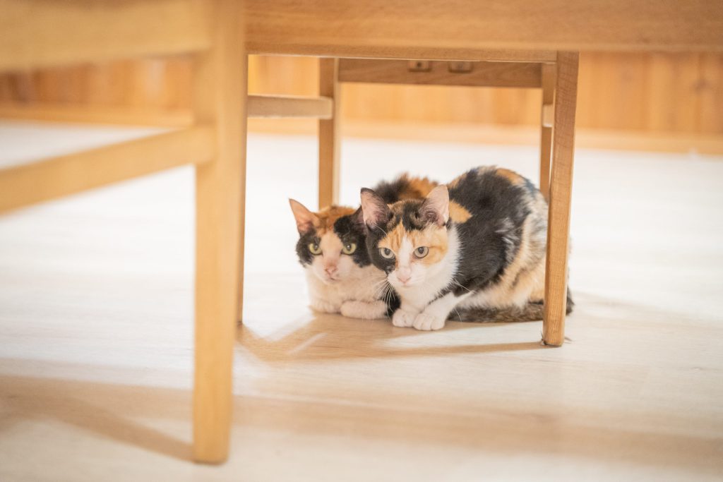 Cat, Dog, Cute Animals…
