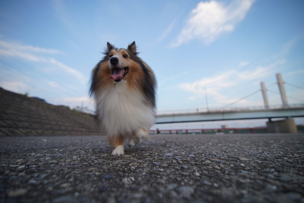 Cat, Dog, Cute Animals…