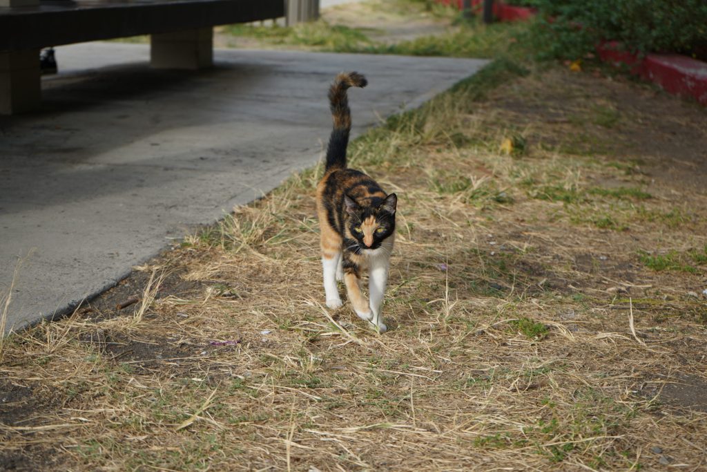 Cat, Dog, Cute Animals…