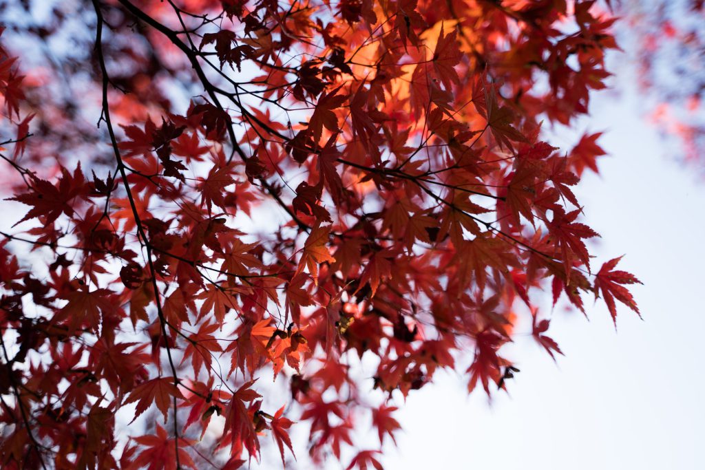 Flower, Park, Sky, Landscape, etc…