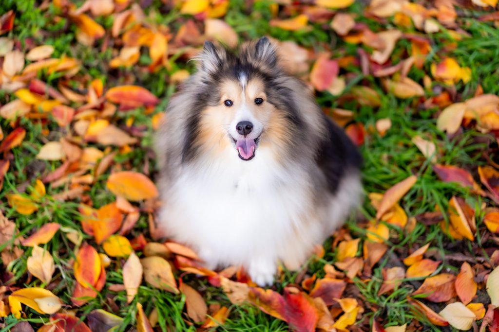 Cat, Dog, Cute Animals…