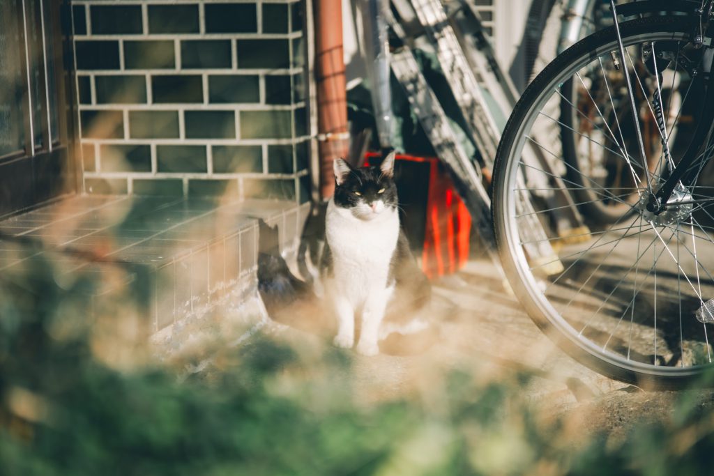 Cat, Dog, Cute Animals…