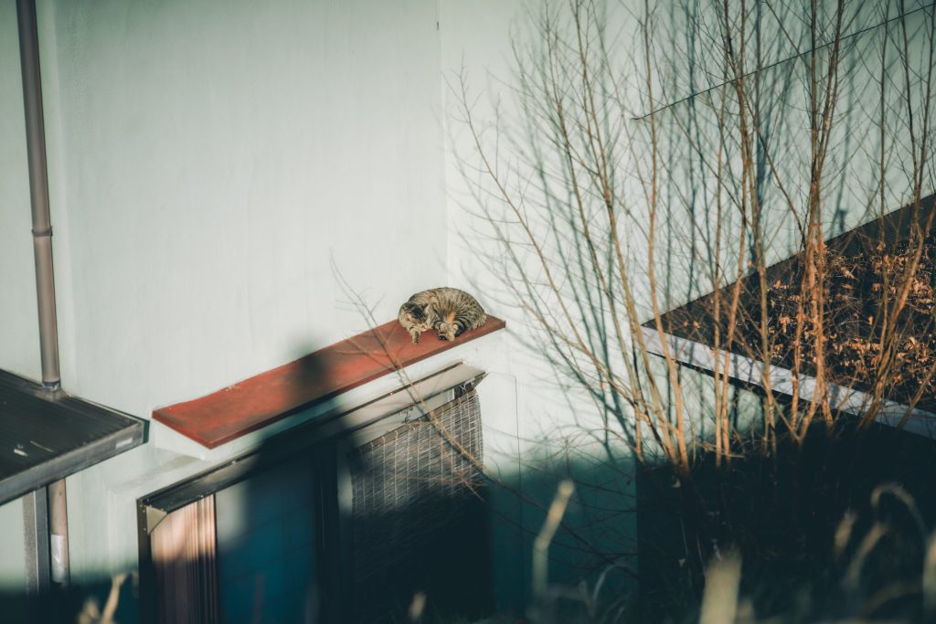 Cat, Dog, Cute Animals…