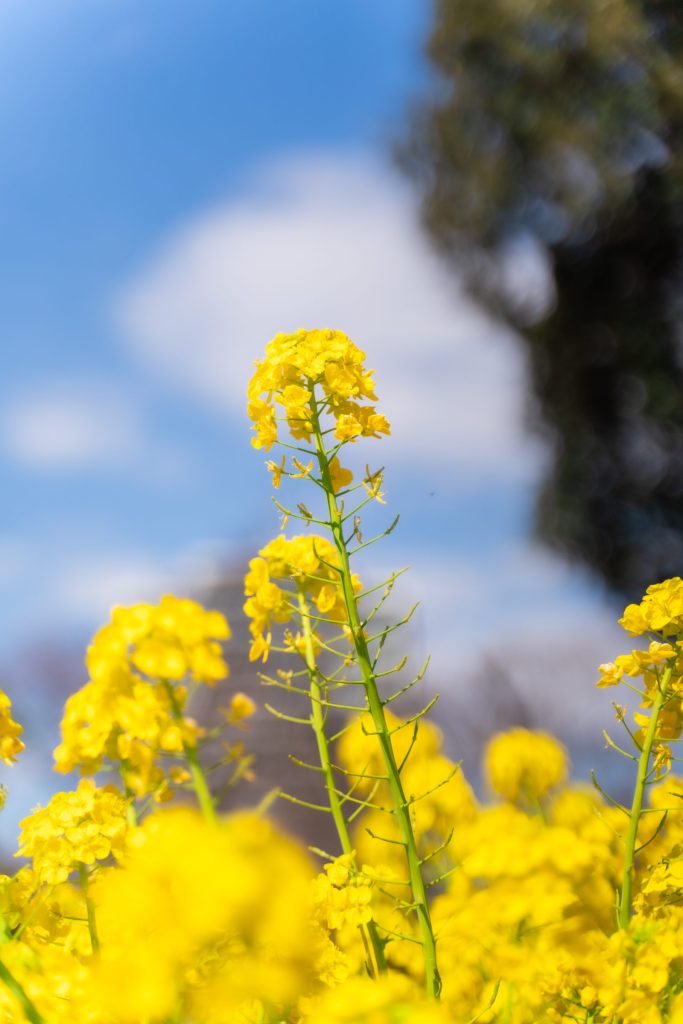 Flower, Park, Sky, etc…