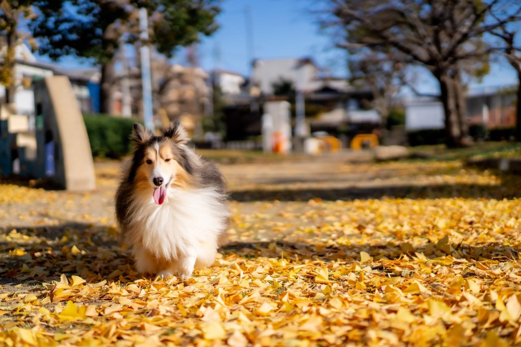 Cat, Dog, Cute Animals…