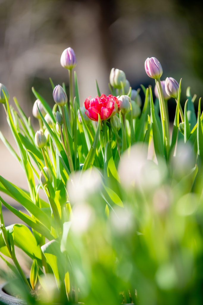 Flower, Park, Sky, etc…