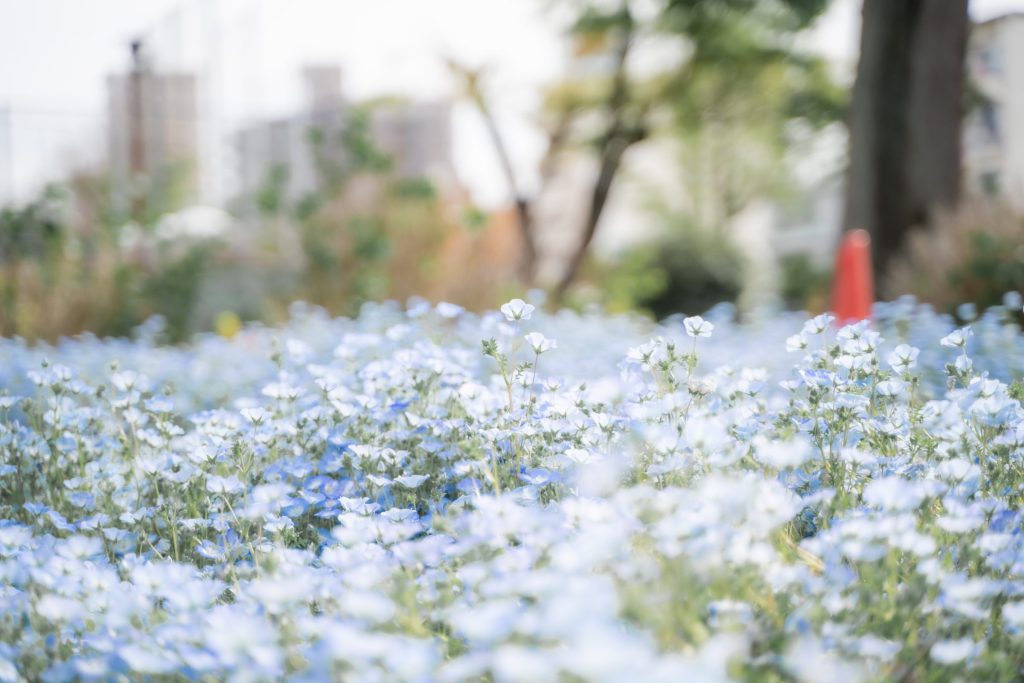 Flower, Park, Sky, etc…