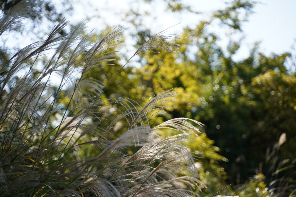 Flower, Park, Sky, Landscape, etc…