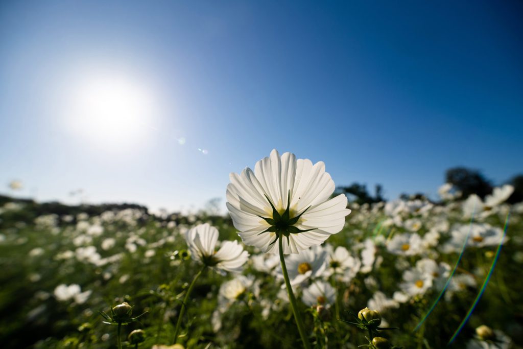 Flower, Park, Sky…