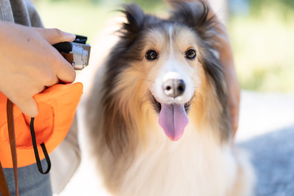 Cat, Dog, Cute Animals…