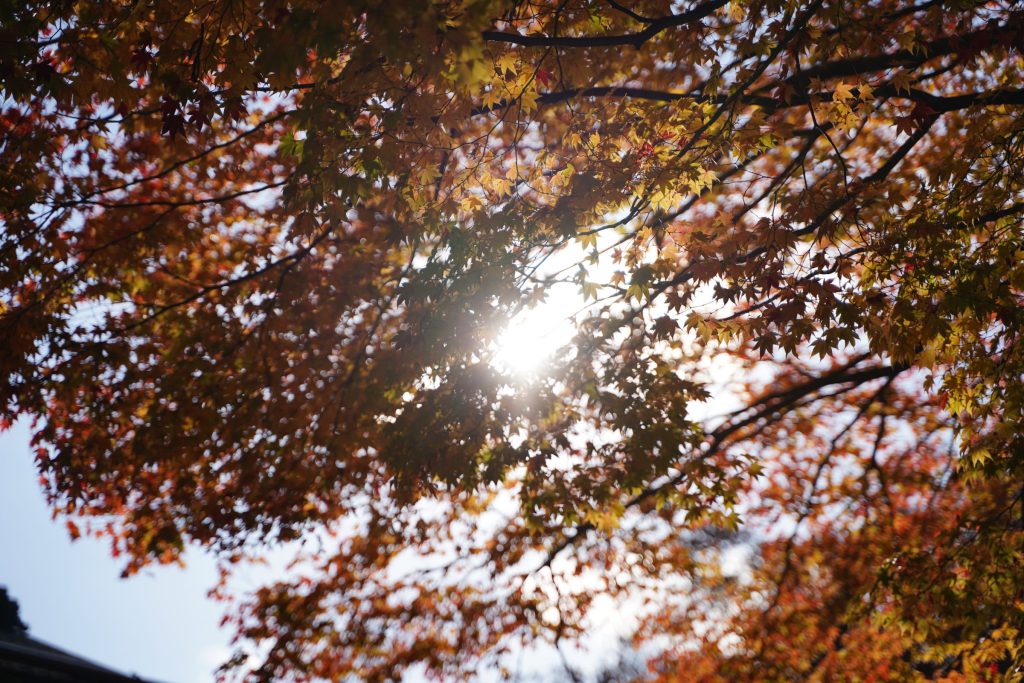 Flower, Park, Sky, Landscape, etc…