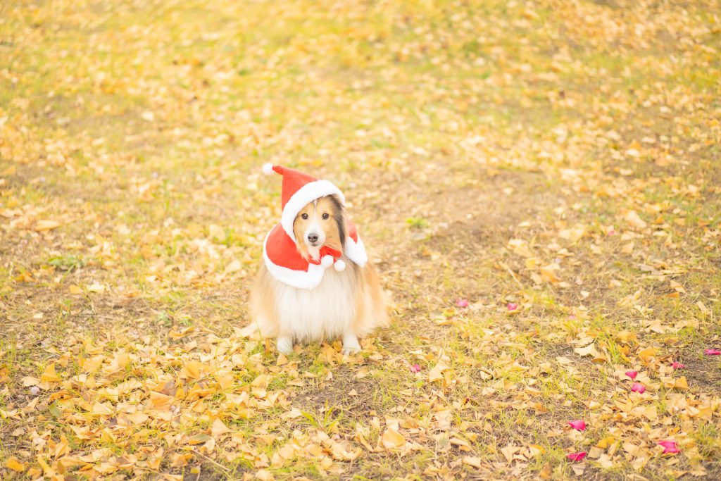 Cat, Dog, Cute Animals…