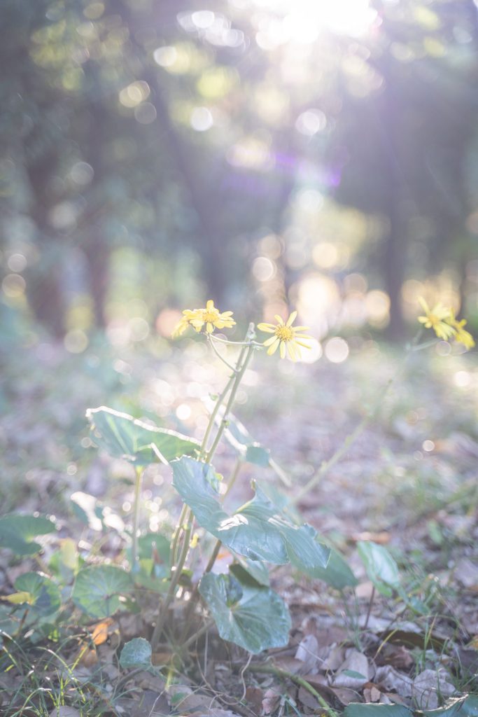 Flower, Park, Sky, etc…