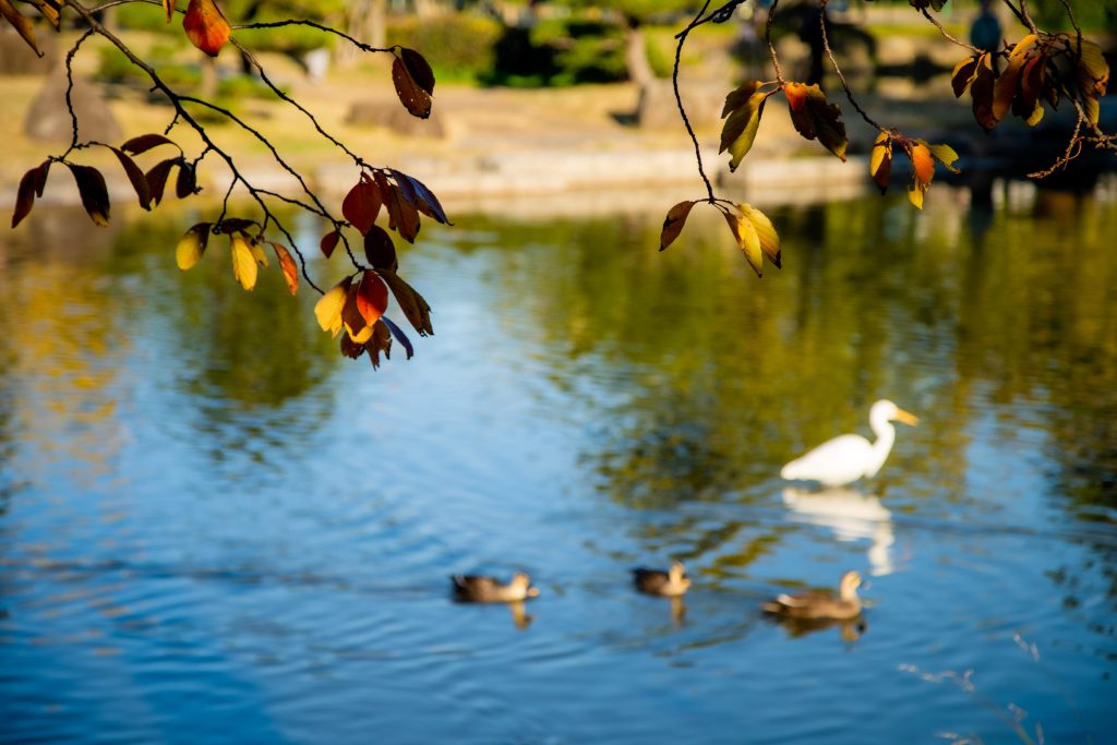 Flower, Park, Sky, etc…