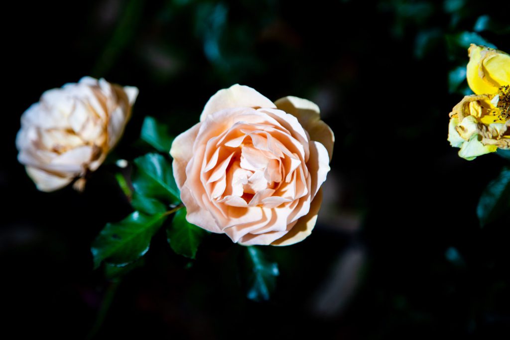 Flower, Park, Sky, Landscape, etc…