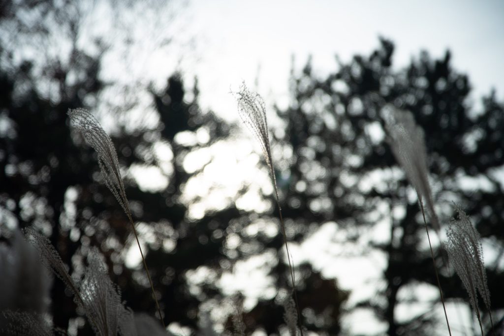 Flower, Park, Sky, etc…