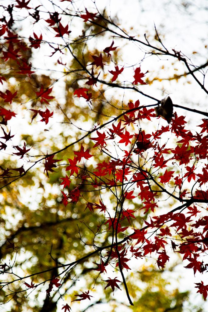 Flower, Park, Sky, Landscape, etc…