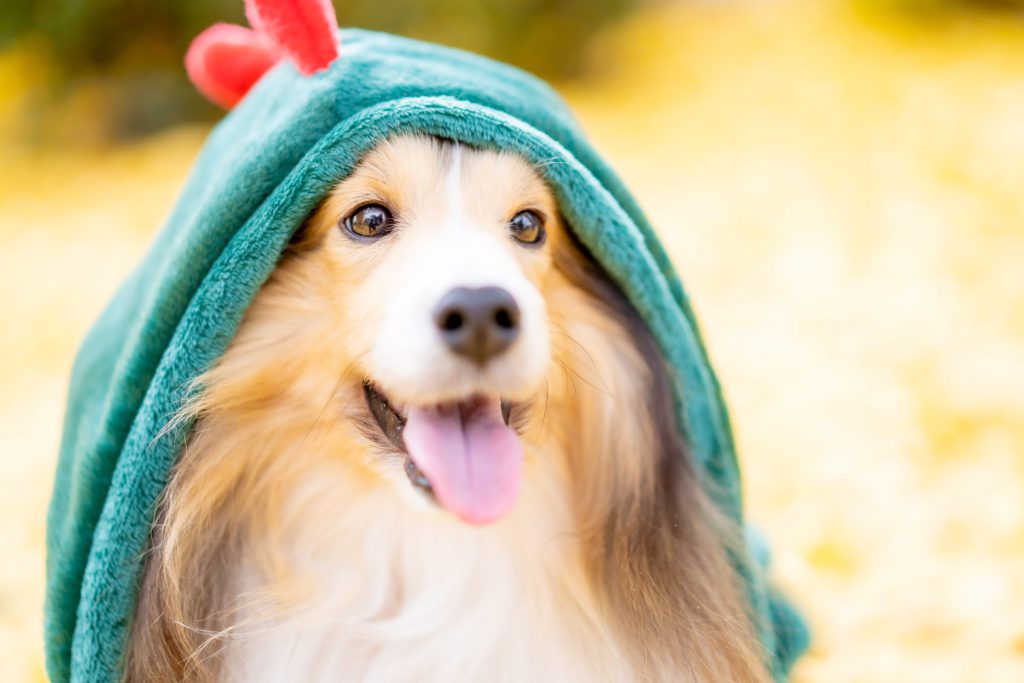 Cat, Dog, Cute Animals…