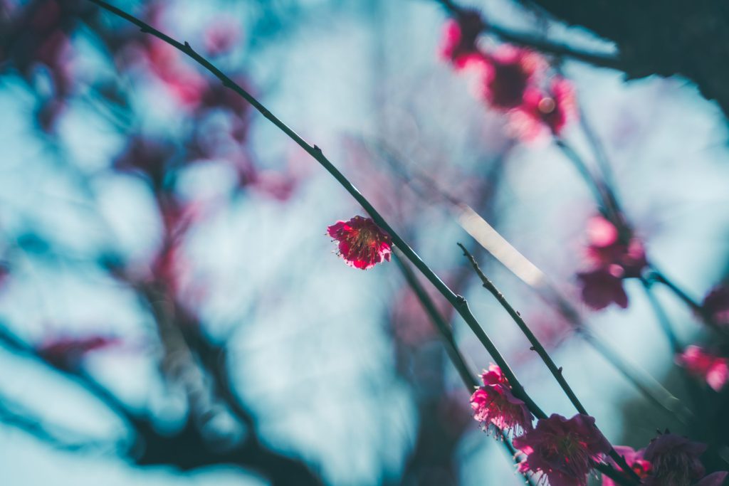 Flower, Park, Sky, Landscape, etc…