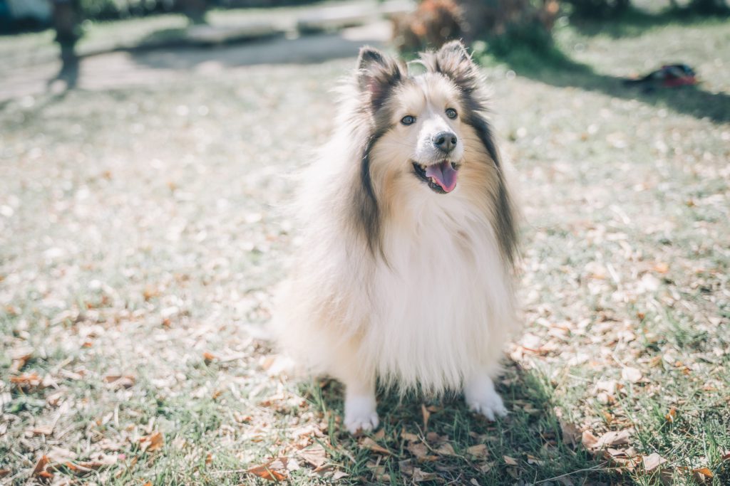 Cat, Dog, Cute Animals…