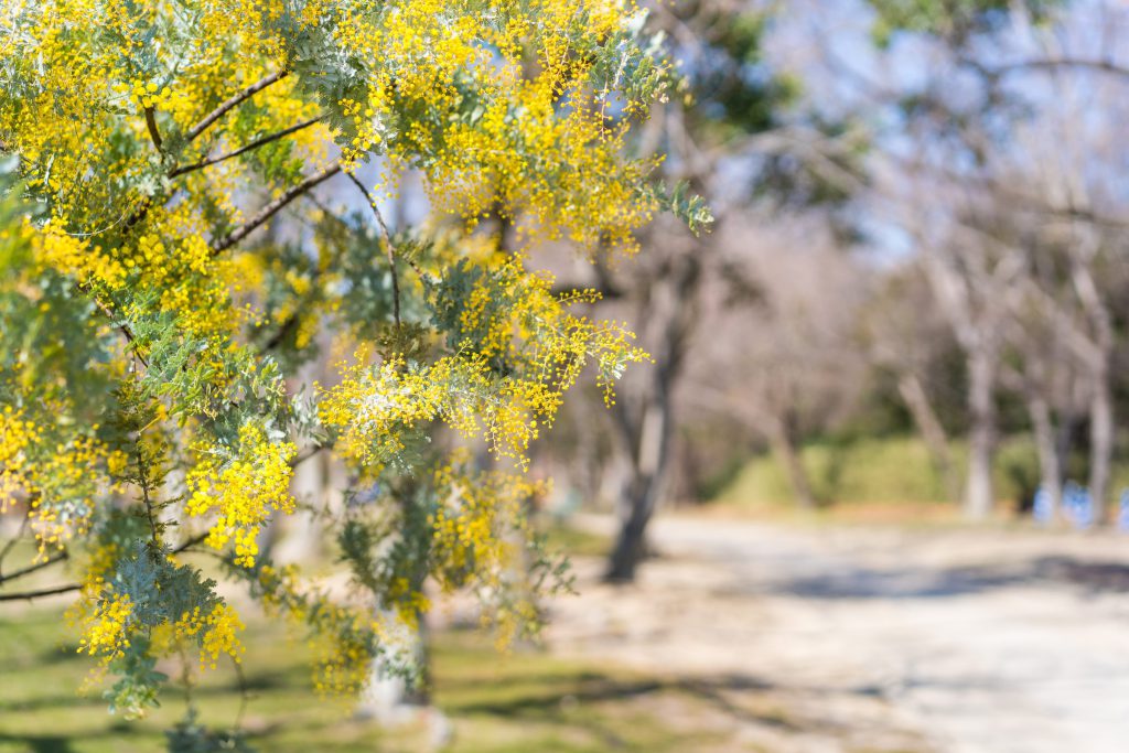 Flower, Park, Sky, Landscape, etc…