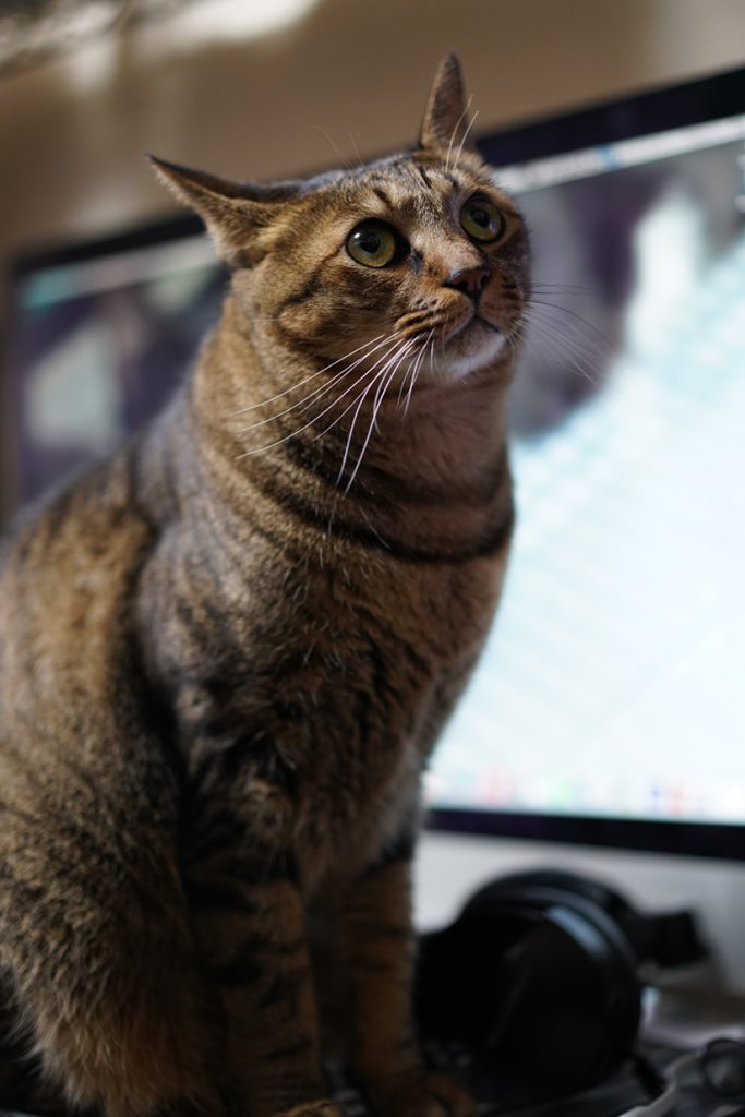Cat, Dog, Cute Animals…