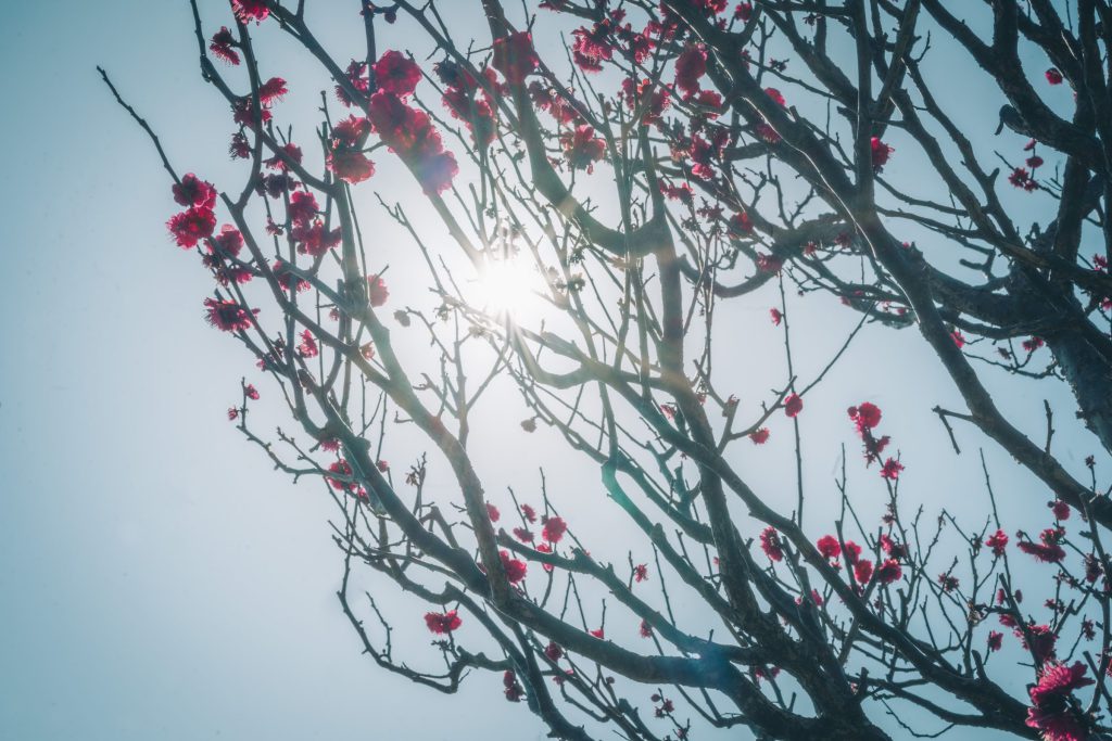 Flower, Park, Sky, landscape, etc…