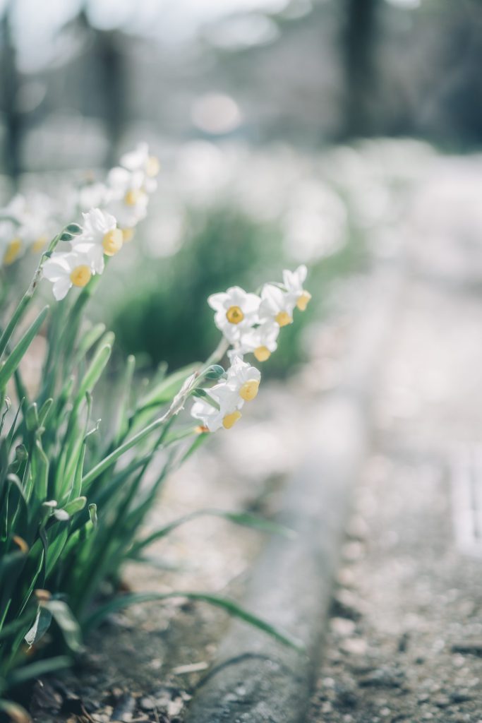 Flower, Park, Sky, landscape, etc…