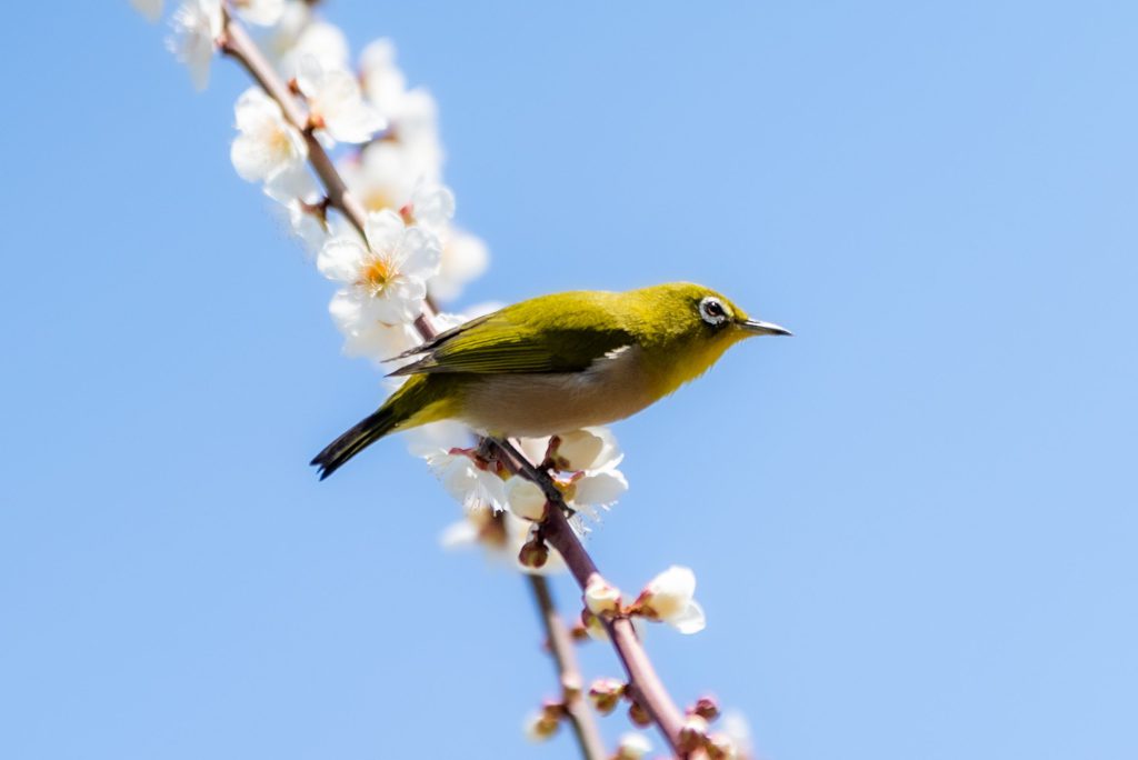 Cat, Dog, Cute Animals…