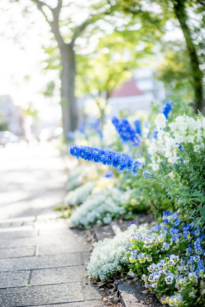Flower, Park, Sky, etc…